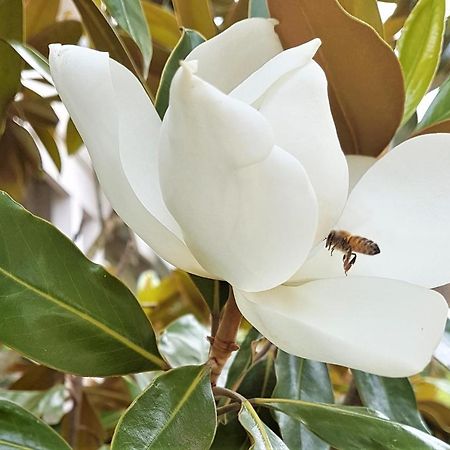Healesville House - Magnolia House Luaran gambar